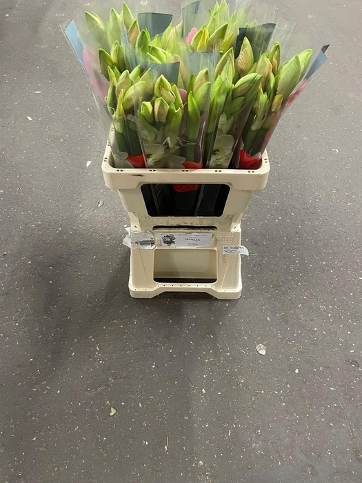 <h4>HIPP GA RILONA x30</h4>