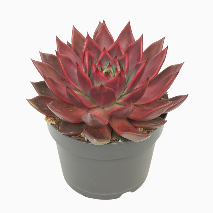 <h4>Echeveria</h4>