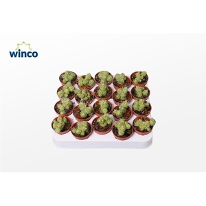 Mammillaria Bocasana Fred