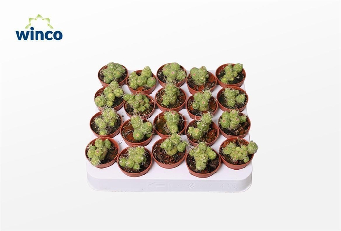 <h4>Mammillaria Bocasana Fred</h4>