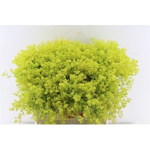 Alchemilla M Robustica