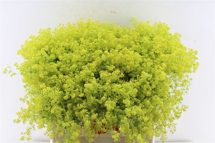 <h4>Alchemilla M Robustica</h4>