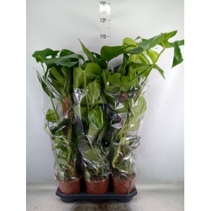 Monstera delic.