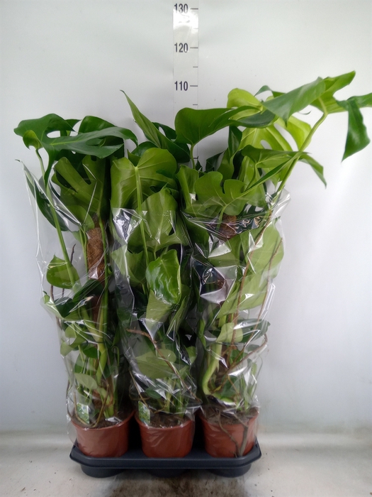 <h4>Monstera delic.</h4>