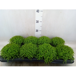 Soleirolia soleirolii   ...green