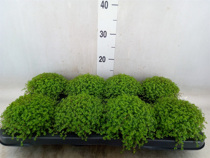 <h4>Soleirolia soleirolii   ...green</h4>