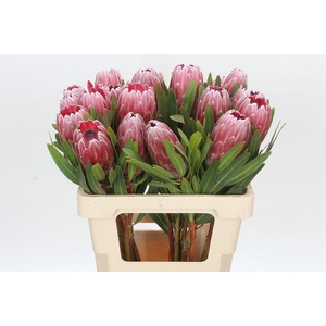PROTEA PINK ICE