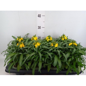 Erysimum  'Leya Lemon Glow'