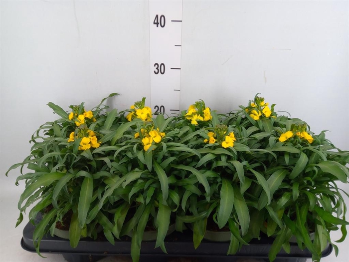 <h4>Erysimum  'Leya Lemon Glow'</h4>