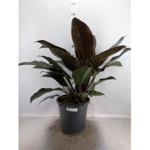 Philodendron  'Imperial Red'
