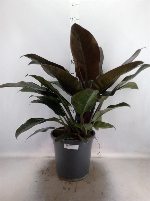 <h4>Philodendron  'Imperial Red'</h4>