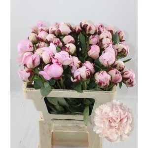 PAEO L REINE HORTENS