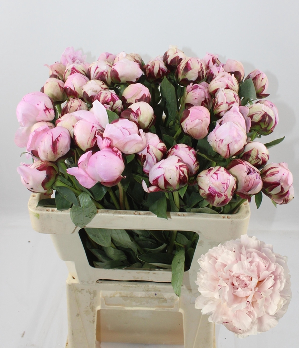 <h4>PAEO L REINE HORTENS</h4>