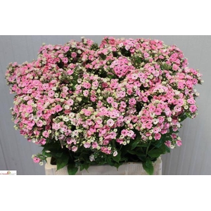 PHLOX P ORCHID YELLO