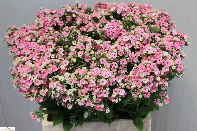 <h4>PHLOX P ORCHID YELLO</h4>