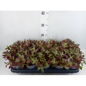 Sedum   ...