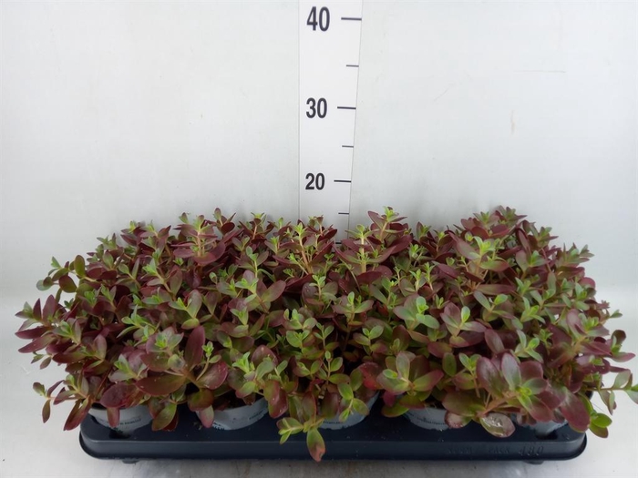 <h4>Sedum   ...</h4>