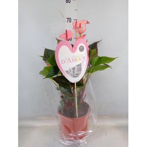 Anthurium  'Pr. Amalia Hot Lips''