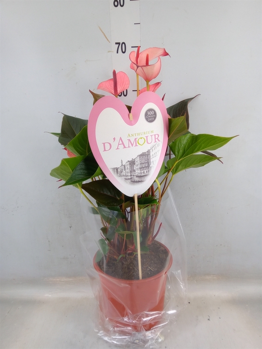 <h4>Anthurium  'Pr. Amalia Hot Lips''</h4>