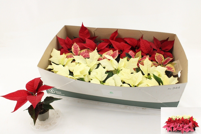 <h4>EUPHOR P GEM</h4>