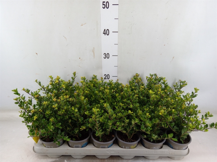 <h4>Ilex crenata 'Dark Green'</h4>