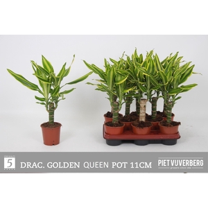 DRA FRAG GOLDEN QUEE