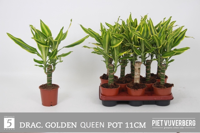 <h4>DRA FRAG GOLDEN QUEE</h4>