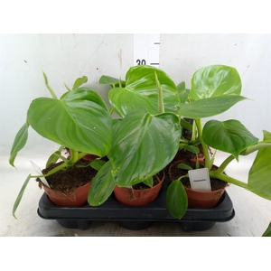 Philodendron   ...