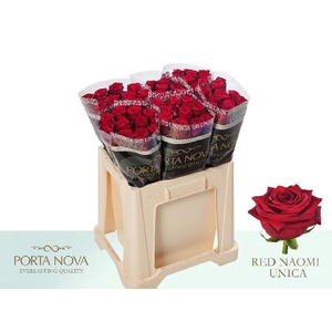 Rosa large red naomi! Unica Porta Nova