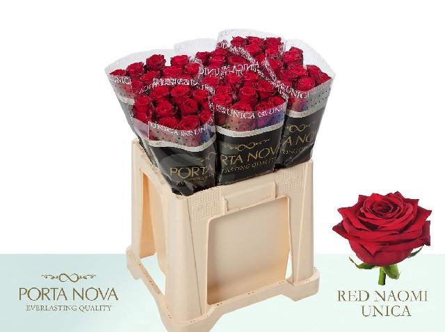 <h4>Rosa large red naomi! Unica Porta Nova</h4>