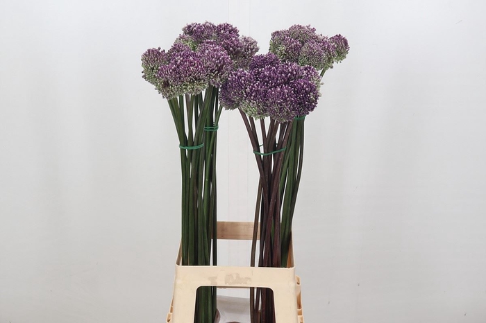 <h4>ALLIUM SUMMER DUMMER</h4>