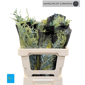 ACACIA BL HAMBURY BS