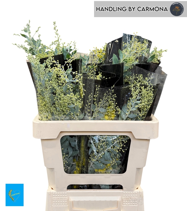 <h4>ACACIA BL HAMBURY BS</h4>