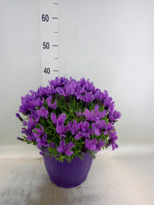 <h4>Lavandula stoec.</h4>