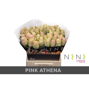Rosa large pink athena