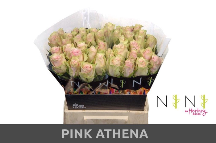 <h4>Rosa large pink athena</h4>