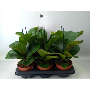 Ficus lyrata 'Bambino'