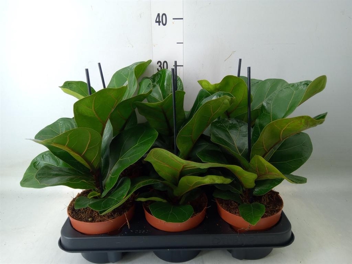 <h4>Ficus lyrata 'Bambino'</h4>