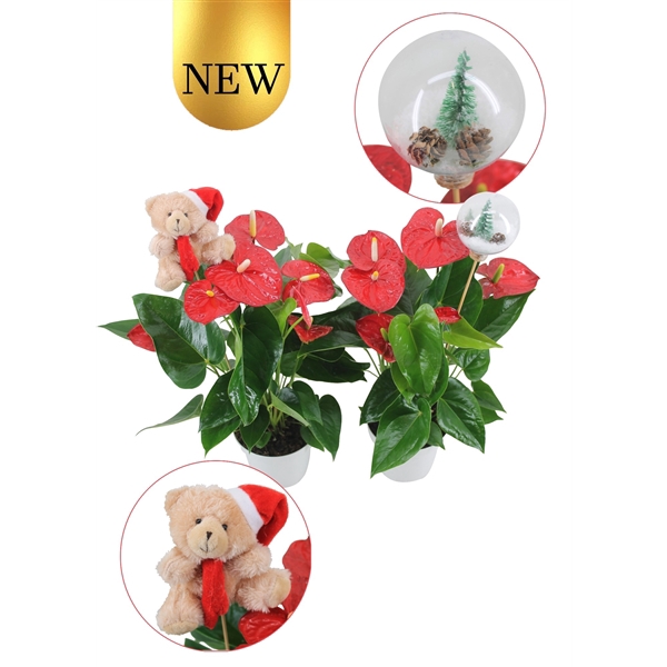 <h4>Anthurium XL.9 Jambo Red 14cm met 2 verschillende kerststekers</h4>