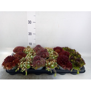 Sempervivum   ...mix
