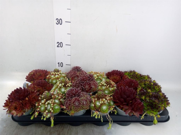 <h4>Sempervivum ...mix</h4>