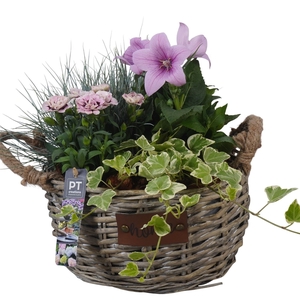 Arr.   Tuinplanten L%
