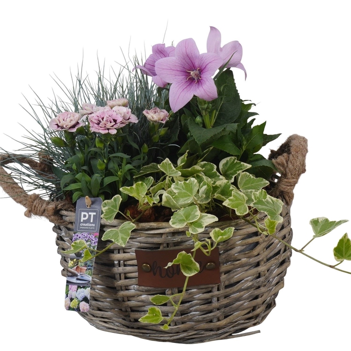 <h4>Arr.   Tuinplanten L%</h4>