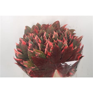 Aralia Red Per Tak