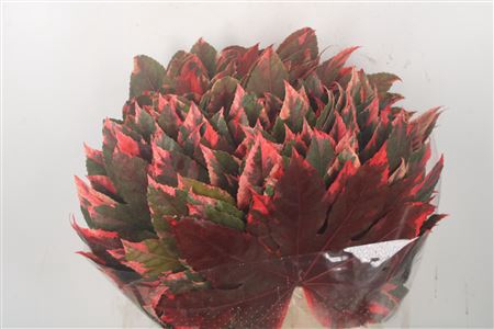<h4>Aralia Red Per Tak</h4>