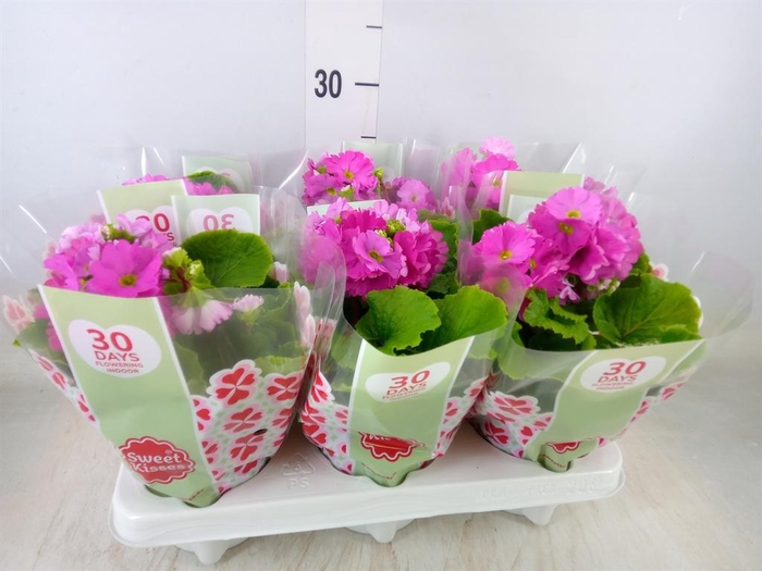 <h4>Primula obcon. 'Touch Me Rose'</h4>