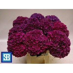 Hydr M Mag Pink Ruby