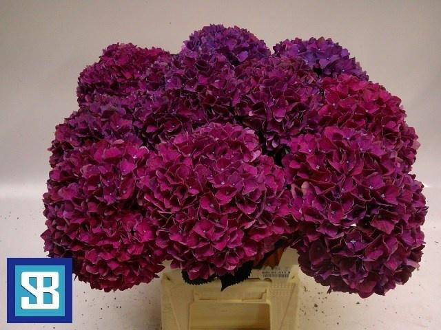 <h4>Hydr M Mag Pink Ruby</h4>
