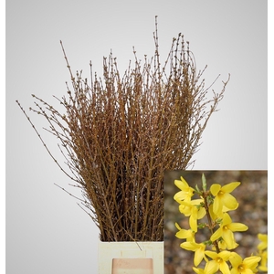 FORSYTHIA BOS