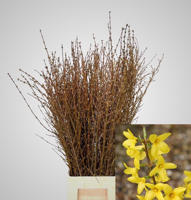 <h4>FORSYTHIA BOS</h4>